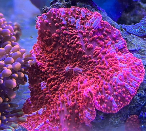 CVC Pink Flame Mushroom