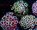 Mystery Alveopora Frag