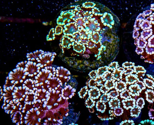 Mystery Alveopora Frag