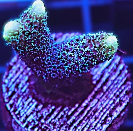German Blue Polyp Digi
