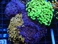 Hammer Coral Bouquet WYSIWYG