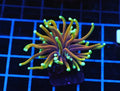 Fire Torch WYSIWYG