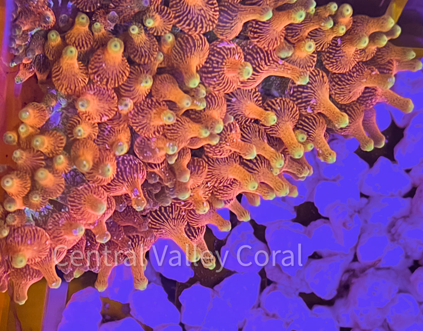 Colorado Sunburst Sang Lee