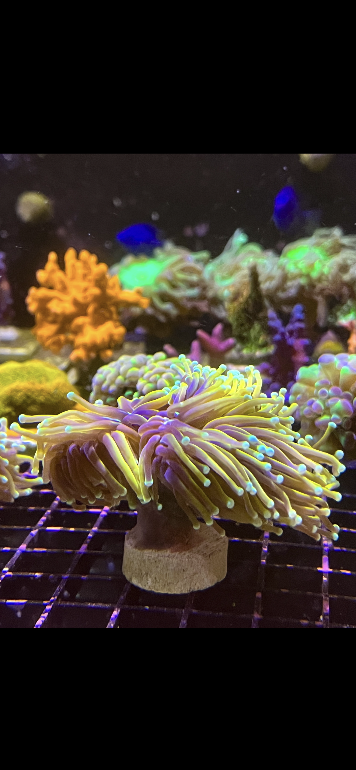 Gold torch with blue/green tips