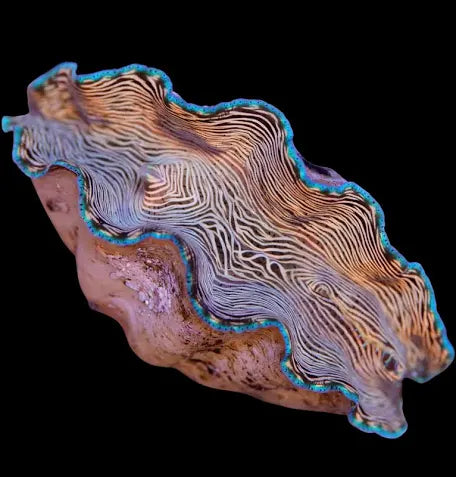 Derasa Clam, Aquacultured, Small