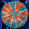 Unique Scoly