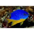 Kupang Damsel