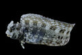 Lawnmower Blenny
