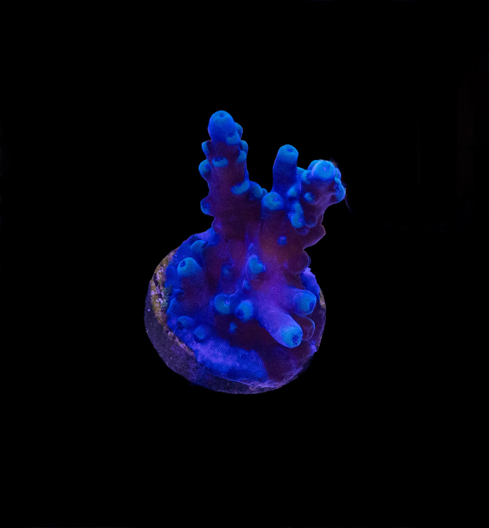 Oregon Tort Large Frag