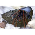 Small Reef Hermit Crabs (Various)