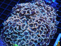 Blue Gold Wall Hammer Colony WYSIWYG