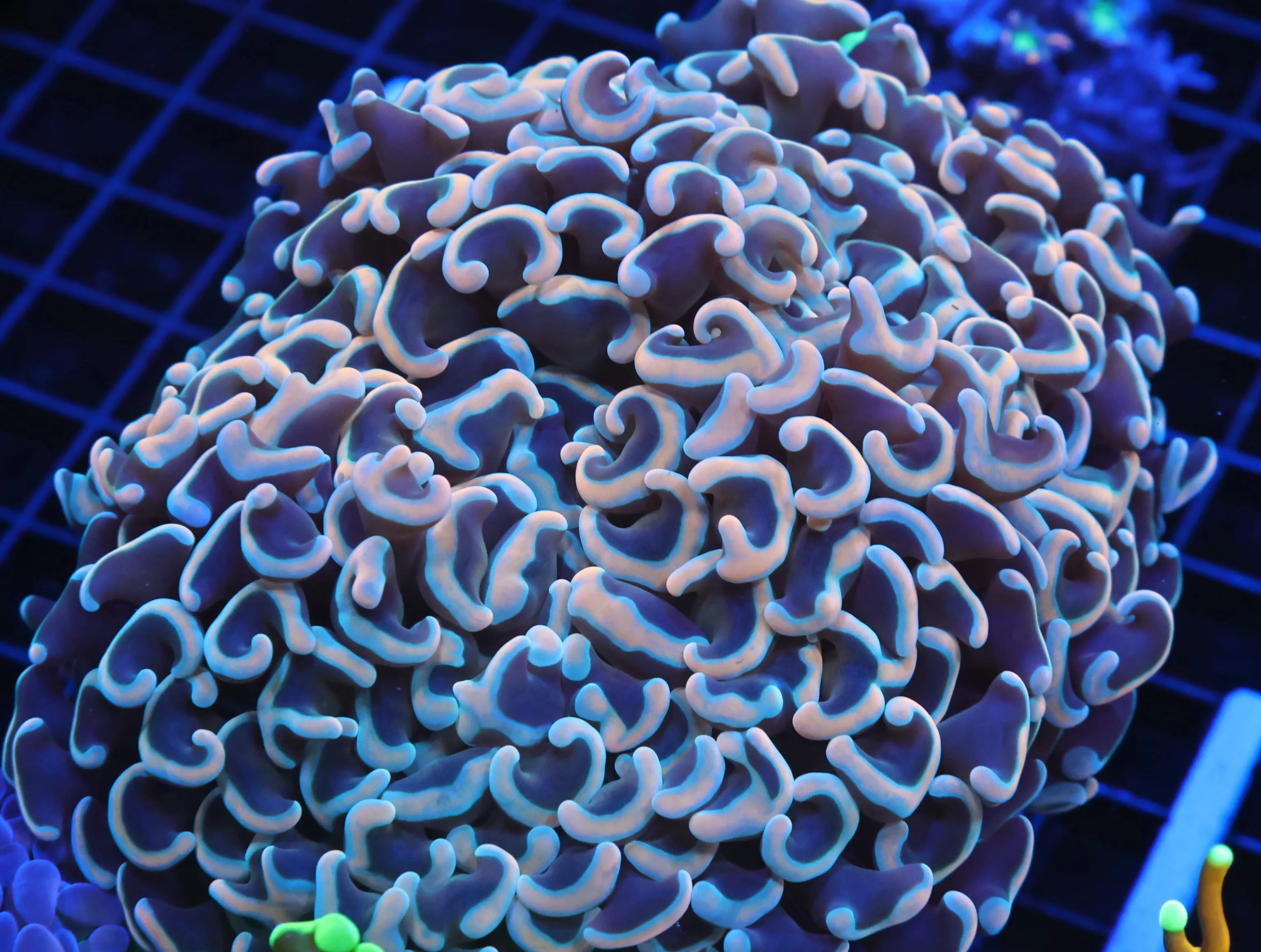 Blue Gold Wall Hammer Colony WYSIWYG