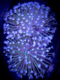 Green Sparkler Toadstool