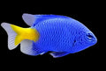 Yellow Tail Damsel