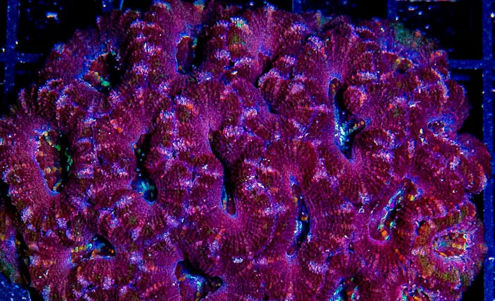 Purple Monster Acan Lord Frag
