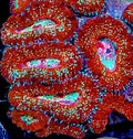 Cosmos Acan