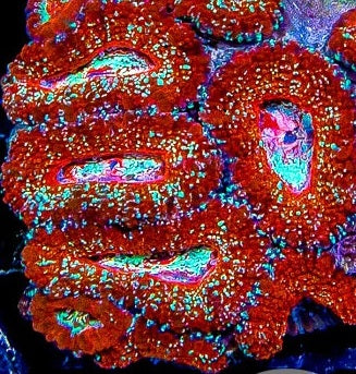 Cosmos Acan