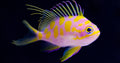 Borbonius Anthias