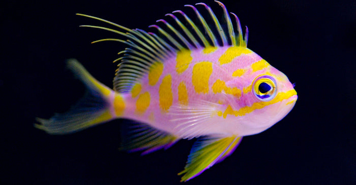 Borbonius Anthias