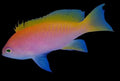 Bimaculatus Anthias, Female