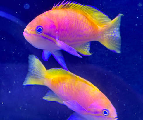Bimaculatus Anthias Female