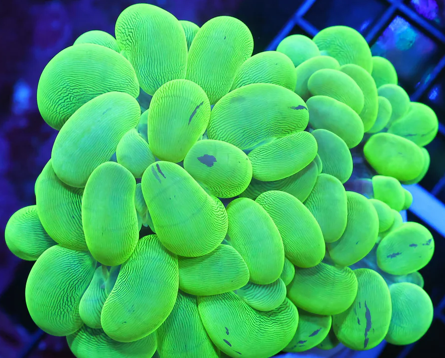 Radioactive Bubble Coral WYSIWYG