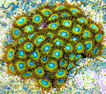 Pikachu Zoas (4 polyps)