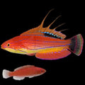 Carpenter Flasher Wrasse