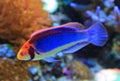 Clown Fairy Wrasse