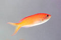 Dispar Anthias
