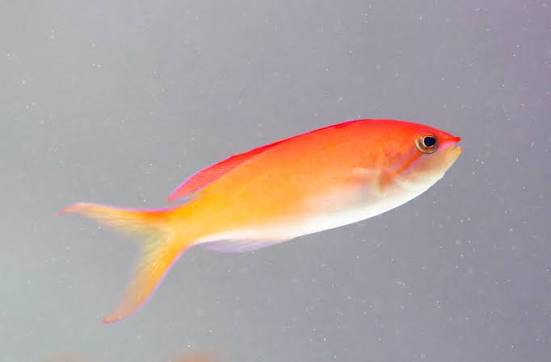 Dispar Anthias