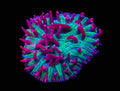 Hot Pink Fungia Plate (1" frag)