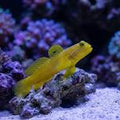 Yellow Watchman Goby