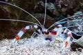 Large Coral Banded Shrimp