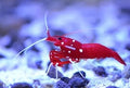 Fire Shrimp