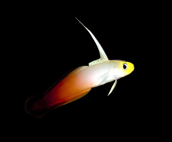 Firefish