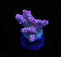 Candy Frost Acropora (Chunky Frag)