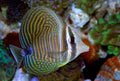 Desjardinii Sailfin Tang