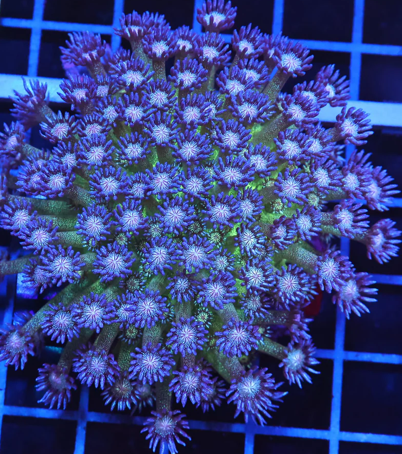 Glitter Bomb Goniopora Colony