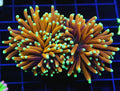 Gold Flare Torch WYSIWYG