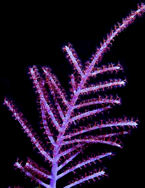 Purple Plume Gorgonia XL Frag!