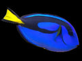 Blue Hippo Tang (baby) 1"
