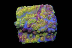 Acid Trip Cyphastrea