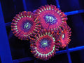 Magicians Zoa (WYSIWYG)