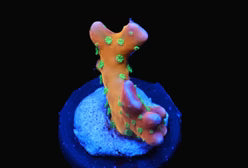 RRC Tropicana Anacropora