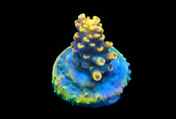 Wolverine Acropora