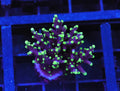 Pacman Dragon (Chunky Frag)