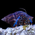 Blue Legged Hermit Crabs