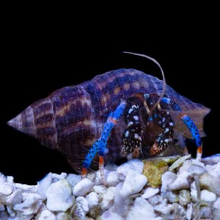 Blue Legged Hermit Crabs