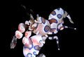 Harlequin Shrimp Small